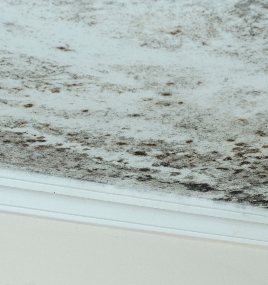 mold testing johnson city kingpsort bristol